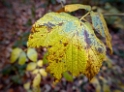 4711 Blatt-16X_4756-1-Kopie-TEST-METADATEN